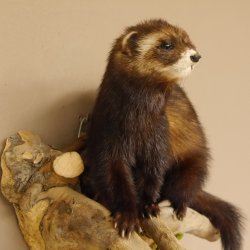 large polecat preparation height 12.99 inch prepared on branch taxidermy decoration #89.4.42