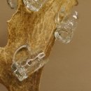 Schnaps Anbieter Akazieschild Schnapsbrett Damhirsch 6 Stück Gläser Krügel 27.7.6.13