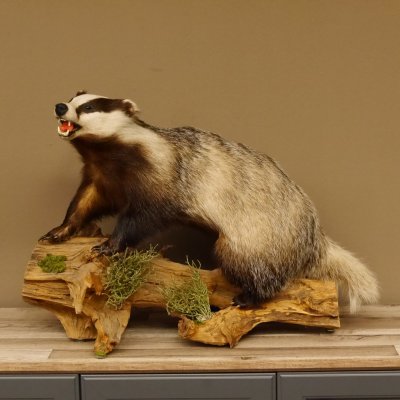 Dachs mit offenem Fang auf Stamm Tierpräparat Raubtier Präparat 89.10.96