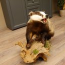 Tasso con muso aperto su tronco Animale imbalsamato Predatore Imbalsamato 89.10.96