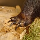 Dachs mit offenem Fang auf Stamm Tierpräparat...