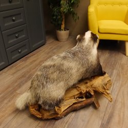 Tasso con muso aperto su tronco Animale imbalsamato Predatore Imbalsamato 89.10.96