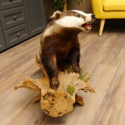 Tasso con muso aperto su tronco Animale imbalsamato Predatore Imbalsamato 89.10.96