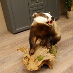 Tasso con muso aperto su tronco Animale imbalsamato Predatore Imbalsamato 89.10.96