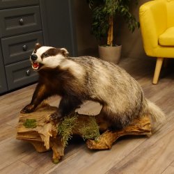 Tasso con muso aperto su tronco Animale imbalsamato Predatore Imbalsamato 89.10.96