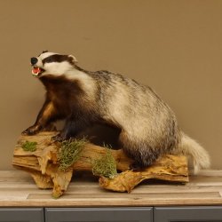 Dachs mit offenem Fang auf Stamm Tierpräparat Raubtier Präparat 89.10.96