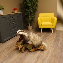 Dachs mit offenem Fang auf Stamm Tierpräparat Raubtier Präparat 89.10.96