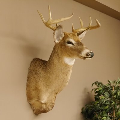 Weißwedelhirsch Kopf Schulter Präparat taxidermy Weißwedel Hirsch Geweih Kopfpräparat #85.204.3