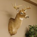 Weißwedelhirsch Kopf Schulter Präparat taxidermy Weißwedel Hirsch Geweih Kopfpräparat #85.204.3