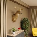 Weißwedelhirsch Kopf Schulter Präparat taxidermy Weißwedel Hirsch Geweih Kopfpräparat #85.204.3