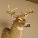 Weißwedelhirsch Kopf Schulter Präparat taxidermy Weißwedel Hirsch Geweih Kopfpräparat #85.204.3