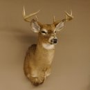 Weißwedelhirsch Kopf Schulter Präparat taxidermy Weißwedel Hirsch Geweih Kopfpräparat #85.204.3