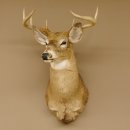 Weißwedelhirsch Kopf Schulter Präparat taxidermy Weißwedel Hirsch Geweih Kopfpräparat #85.204.3
