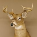 Weißwedelhirsch Kopf Schulter Präparat taxidermy Weißwedel Hirsch Geweih Kopfpräparat #85.204.3