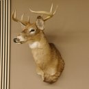 Weißwedelhirsch Kopf Schulter Präparat taxidermy Weißwedel Hirsch Geweih Kopfpräparat #85.204.3