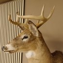 Weißwedelhirsch Kopf Schulter Präparat taxidermy Weißwedel Hirsch Geweih Kopfpräparat #85.204.3