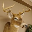 Weißwedelhirsch Kopf Schulter Präparat taxidermy Weißwedel Hirsch Geweih Kopfpräparat #85.204.3