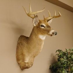 Weißwedelhirsch Kopf Schulter Präparat taxidermy Weißwedel Hirsch Geweih Kopfpräparat #85.204.3