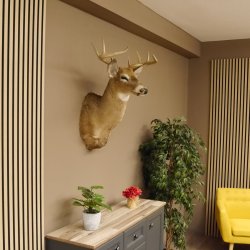 Weißwedelhirsch Kopf Schulter Präparat taxidermy Weißwedel Hirsch Geweih Kopfpräparat #85.204.3