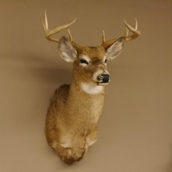 Weißwedelhirsch Kopf Schulter Präparat taxidermy Weißwedel Hirsch Geweih Kopfpräparat #85.204.3