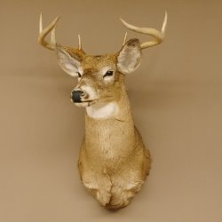 Weißwedelhirsch Kopf Schulter Präparat taxidermy Weißwedel Hirsch Geweih Kopfpräparat #85.204.3