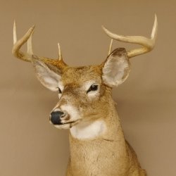 Weißwedelhirsch Kopf Schulter Präparat taxidermy Weißwedel Hirsch Geweih Kopfpräparat #85.204.3