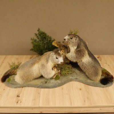 Murmeltiere Präparat 2 Stück auf Dekopodest mit Wurzel Trophäe Murmel 89.12.64