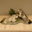Murmeltiere Präparat 2 Stück auf Dekopodest mit Wurzel Trophäe Murmel 89.12.64