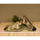 Murmeltiere Präparat 2 Stück auf Dekopodest mit Wurzel Trophäe Murmel 89.12.64