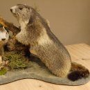 Murmeltiere Präparat 2 Stück auf Dekopodest mit Wurzel Trophäe Murmel 89.12.64