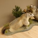 Murmeltiere Präparat 2 Stück auf Dekopodest mit Wurzel Trophäe Murmel 89.12.64