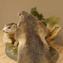 Murmeltiere Präparat 2 Stück auf Dekopodest mit Wurzel Trophäe Murmel 89.12.64