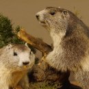 Murmeltiere Präparat 2 Stück auf Dekopodest mit Wurzel Trophäe Murmel 89.12.64