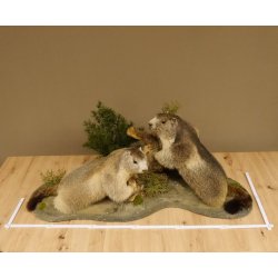 Murmeltiere Präparat 2 Stück auf Dekopodest mit Wurzel Trophäe Murmel 89.12.64