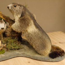 Murmeltiere Präparat 2 Stück auf Dekopodest mit Wurzel Trophäe Murmel 89.12.64