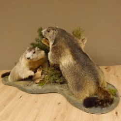 Murmeltiere Präparat 2 Stück auf Dekopodest mit Wurzel Trophäe Murmel 89.12.64