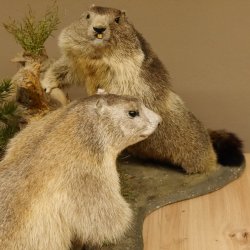 Murmeltiere Präparat 2 Stück auf Dekopodest mit Wurzel Trophäe Murmel 89.12.64