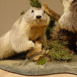 Murmeltiere Präparat 2 Stück auf Dekopodest mit Wurzel Trophäe Murmel 89.12.64