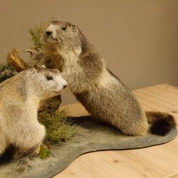 Murmeltiere Präparat 2 Stück auf Dekopodest mit Wurzel Trophäe Murmel 89.12.64
