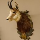 Gamsbock Gamshaupt Gams Gemse Schlauchlänge 17,5 cm...
