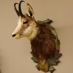 Gamsbock Gamshaupt Gams Gemse Schlauchlänge 17,5 cm Kopf Präparat Trophäenschild 85.13.56