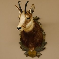 Gamsbock Gamshaupt Gams Gemse Schlauchlänge 17,5 cm Kopf Präparat Trophäenschild 85.13.56