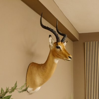 Impala Antilope Hornlänge 42,5 cm Afrika Kopf Schulter Präparat Trophäe 95.4.20