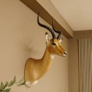 Impala Antilope Hornlänge 42,5 cm Afrika Kopf Schulter Präparat Trophäe 95.4.20