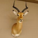 Impala Antilope Hornlänge 42,5 cm Afrika Kopf Schulter Präparat Trophäe 95.4.20