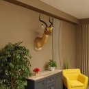 Impala Antilope Hornlänge 42,5 cm Afrika Kopf Schulter Präparat Trophäe 95.4.20
