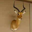 Impala Antilope Hornlänge 42,5 cm Afrika Kopf Schulter Präparat Trophäe 95.4.20