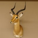 Impala Antilope Hornlänge 42,5 cm Afrika Kopf Schulter Präparat Trophäe 95.4.20
