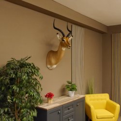 Impala Antilope Hornlänge 42,5 cm Afrika Kopf Schulter Präparat Trophäe 95.4.20