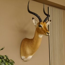 Impala Antilope Hornlänge 42,5 cm Afrika Kopf Schulter Präparat Trophäe 95.4.20